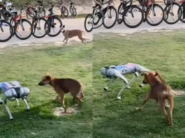 Viral Video