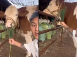 Animal Viral Video