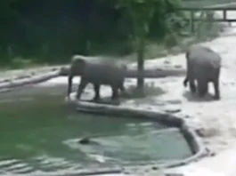 Animal Viral Video