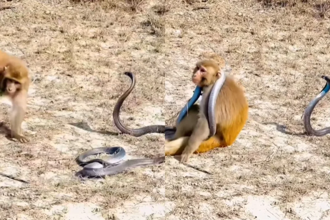 Animal Viral Video