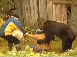 Animal Viral Video