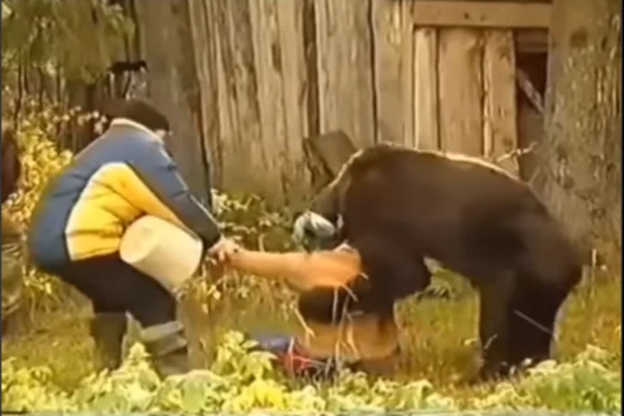 Animal Viral Video