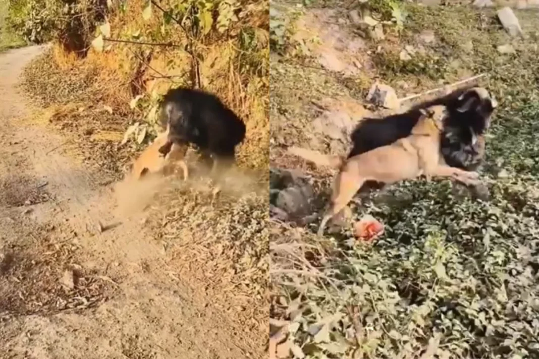Animal Viral Video