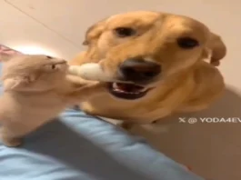 Animal Viral Video