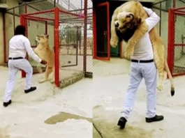 Animal Viral Video