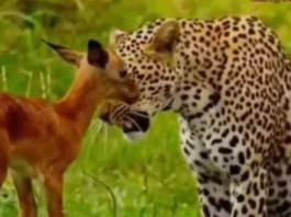 Animal Viral Video