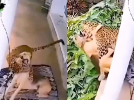 Animal Viral Video
