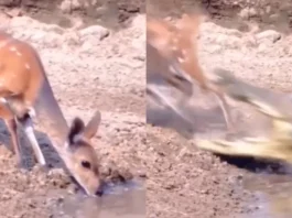 Animal Viral Video