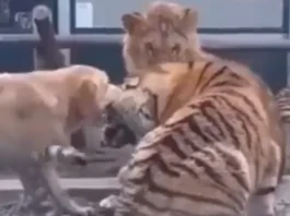 Animal Viral Video