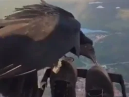 Animal Viral Video