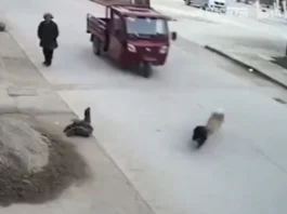 Animal Viral Video