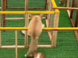 Animal Viral Video