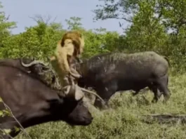 Animal Viral Video