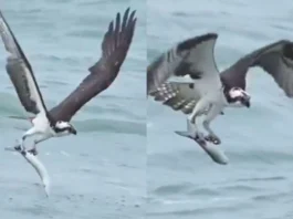 Animal Viral Video