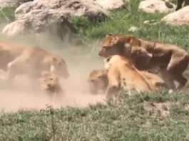 Animal Viral Video