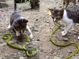 Animal Viral Video