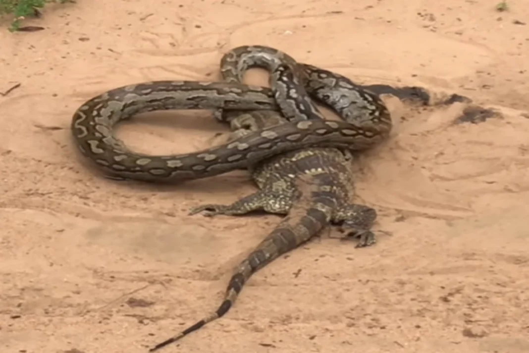 Animal Viral Video