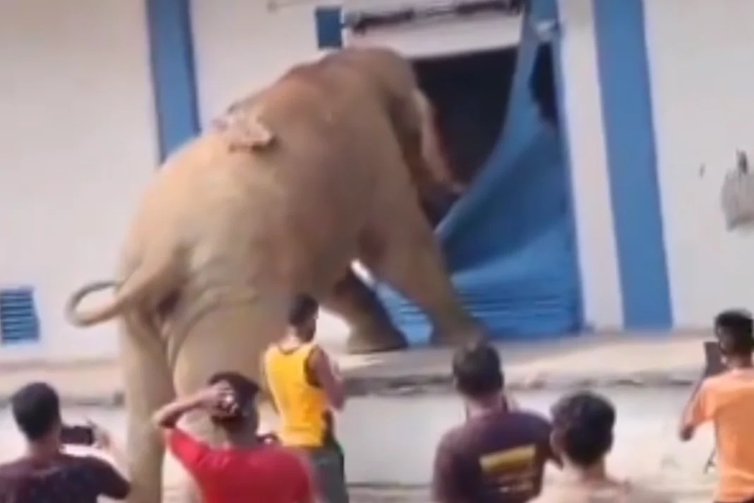 Animal Viral Video