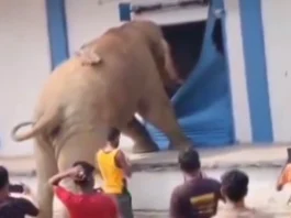 Animal Viral Video