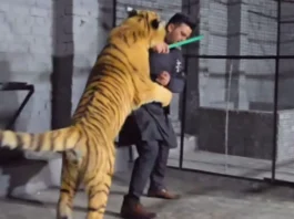 Animal Viral Video