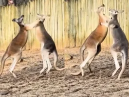 Animal Viral Video