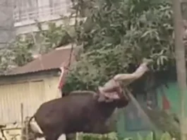 Animal Viral Video