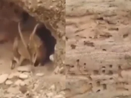 Animal Viral Video