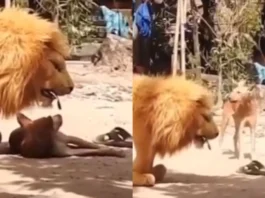 Animal Viral Video