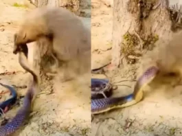 Animal Viral Video
