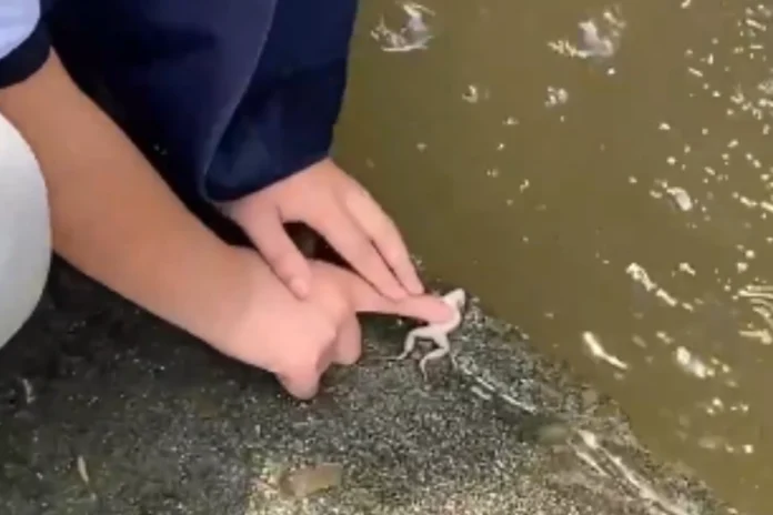 Animal Viral Video (9) Animal Viral Video