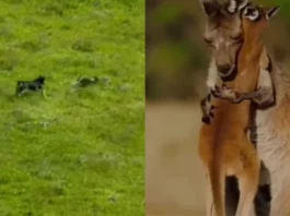 Animal Viral Video