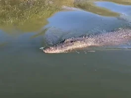 Animal Viral Video