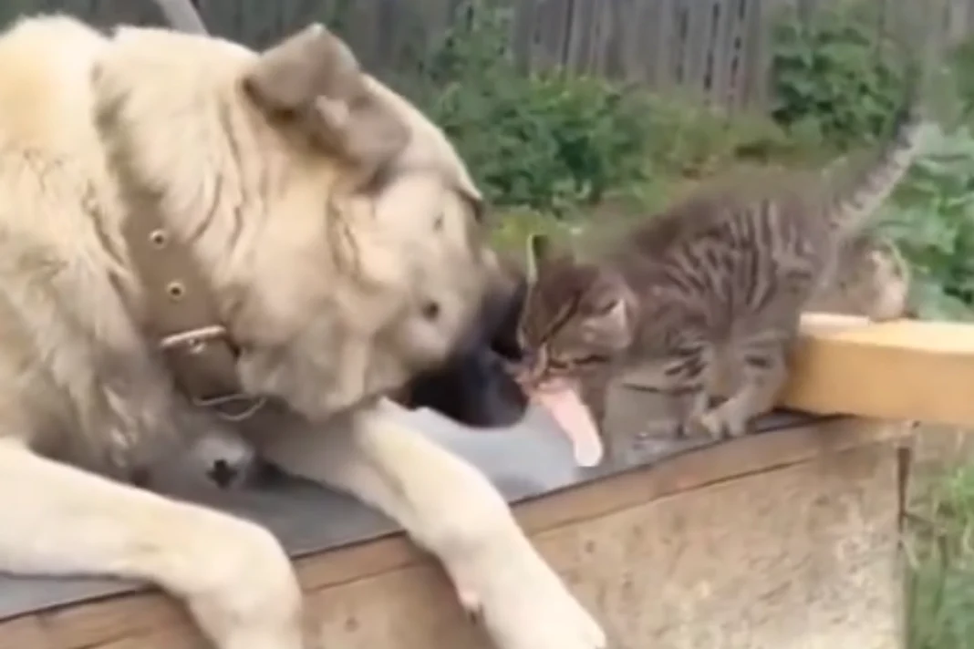 Animal viral video