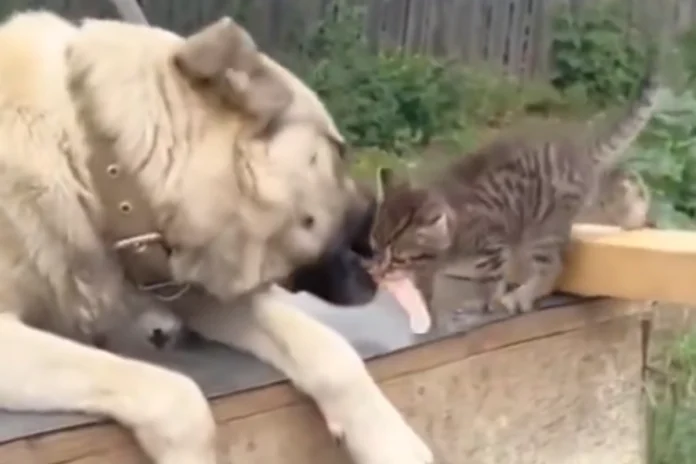 Animal viral video