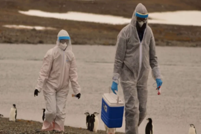 Bird Flu