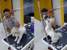 Viral Video