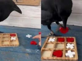 Viral Video