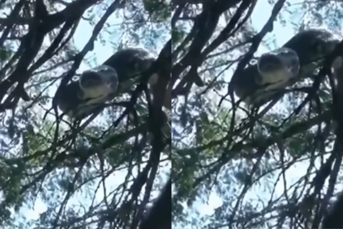 Viral Video (33) Viral Video