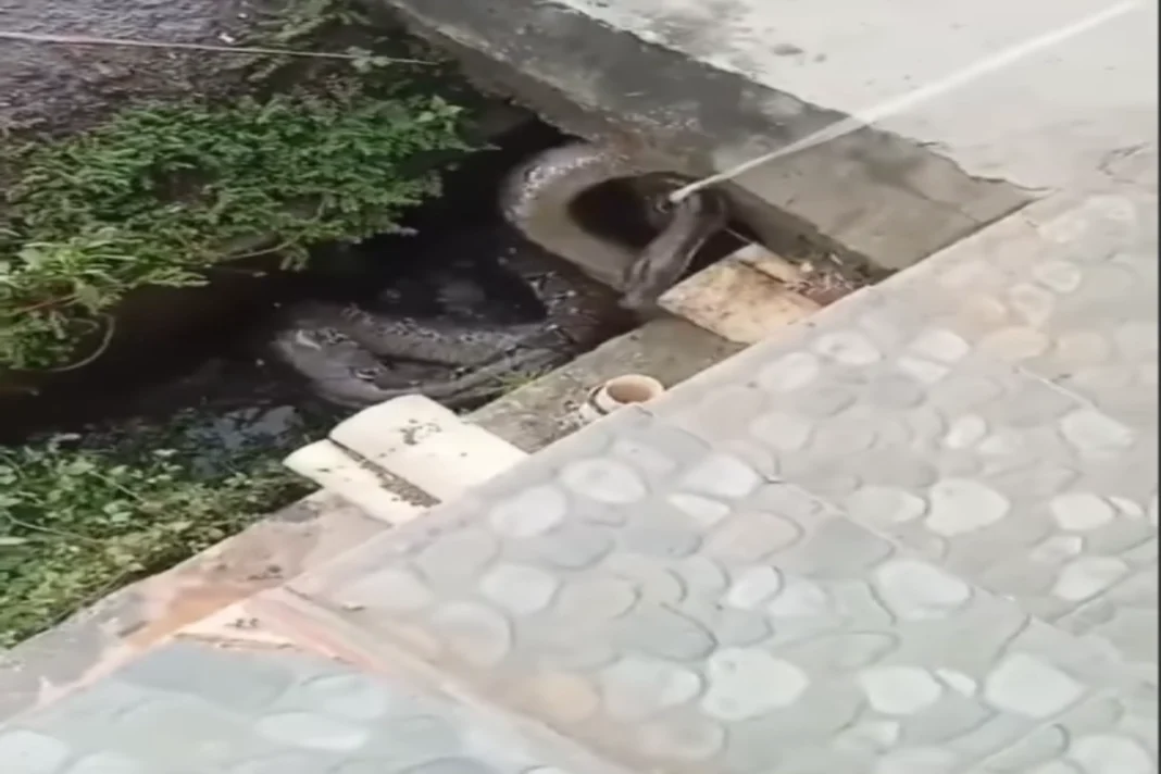 Viral Video