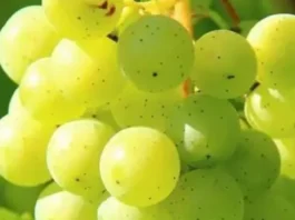 grapes