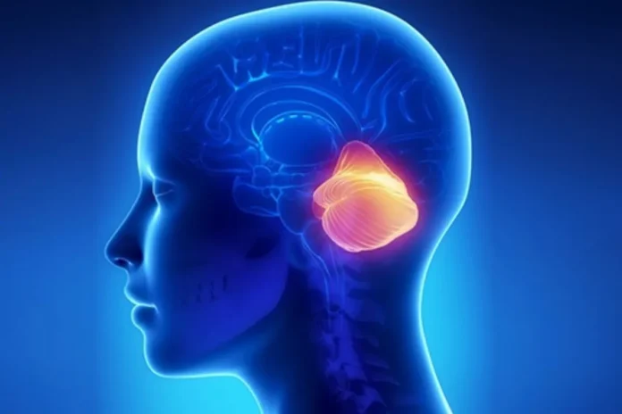 Alcohol Effect on Brain