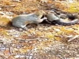 Animal Viral Video