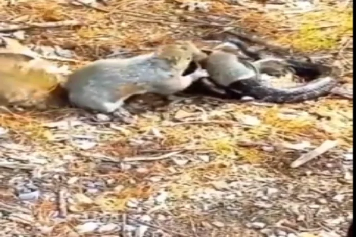 Animal Viral Video (2) Animal Viral Video