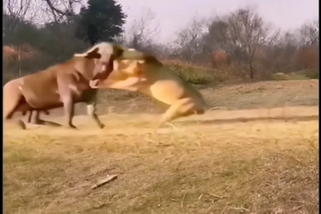 Animal Viral Video