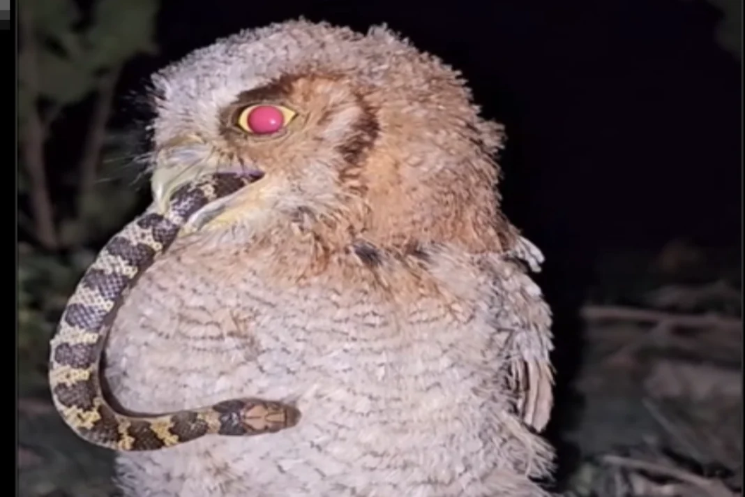 Animal Viral Video