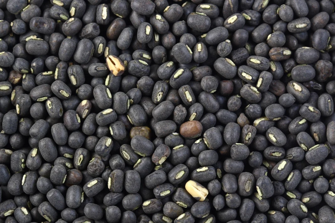 Black Gram Lentils Benefits