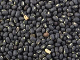 Black Gram Lentils Benefits