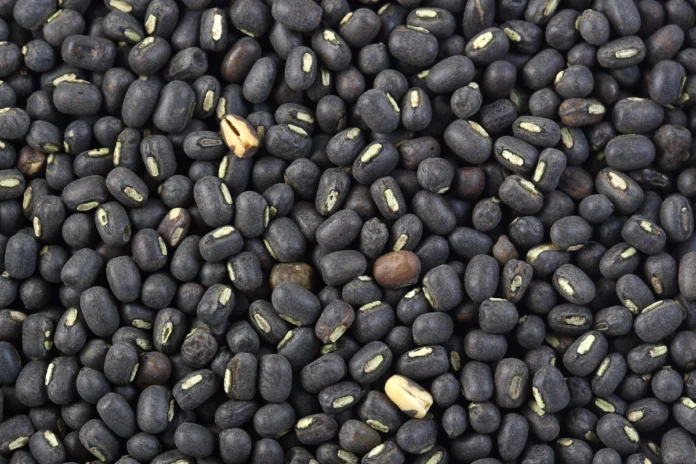 Black Gram Lentils Black Gram Lentils Benefits