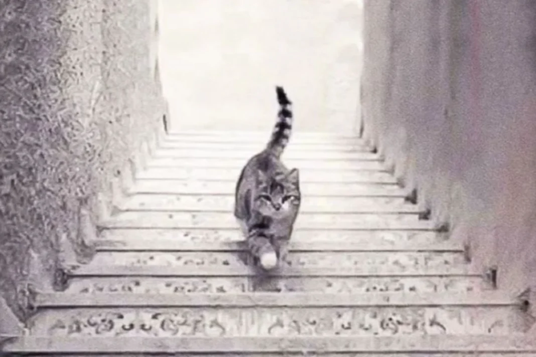 Optical Illusion