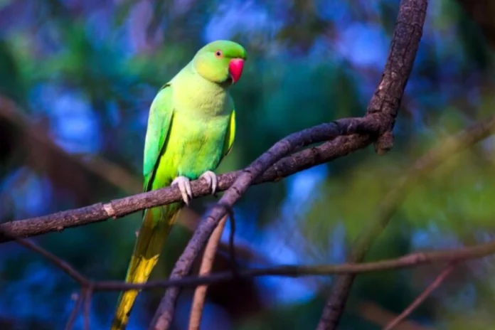 Vastu Tips (3) Vastu Tips